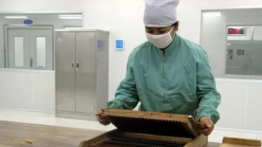 大國工匠 | 張冬梅：藥丸三克 責任千斤