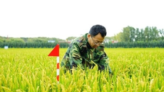 中國夢·大國工匠篇 ｜黑土地守護者金立軍：想為中國的飯碗“裝好糧”