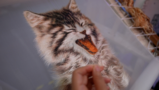 工視頻丨雙面小萌貓！繡出來的“活”功夫