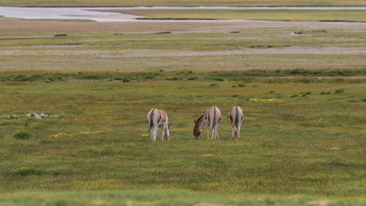 中國夢·大國工匠篇｜遇見高原精靈！打開三江源國家公園的生態畫卷