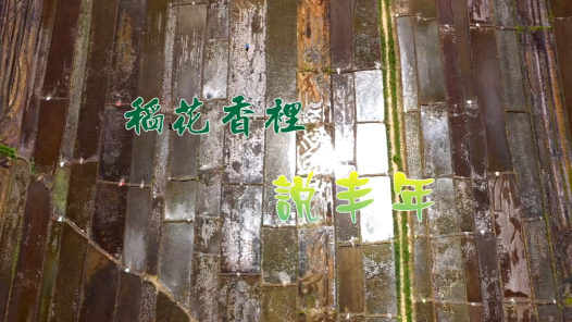 身邊榜樣丨稻花香里說豐年