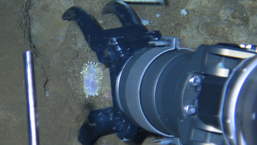 發展新質生產力，如何向“新”而行①｜在“無人區”里啃“硬骨頭”