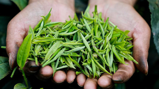 云南瀾滄縣總工會：做實產業工人事，下好發展先手棋