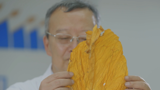 匠人匠心·第六屆云嶺工匠 | 張冀武：慧眼識“金葉”