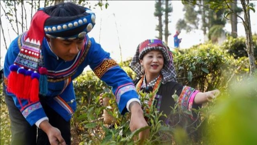 圍繞“糖”“茶”“果”三大產(chǎn)業(yè) 云南臨滄市總工會為“產(chǎn)改”賦能