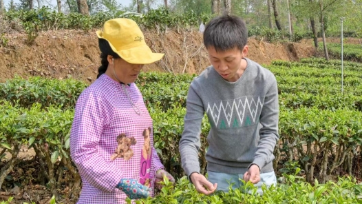 2024年全國農業行業茶葉加工工（精制）職業技能競賽云南省初賽舉行