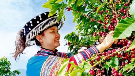 云南隆陽：小粒咖啡駛入精品快車道