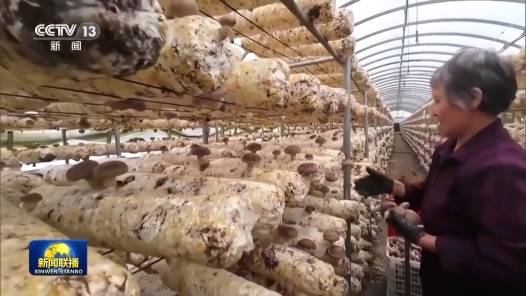 奮進強國路 闊步新征程·老區行｜河北阜平：牢記囑托推進鄉村全面振興