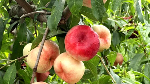 奮進強國路 闊步新征程·老區行丨“致富桃”讓沂蒙老區人民生活甜如蜜