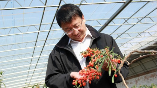 輝煌75載 與共和國同成長的勞動模范｜曹有龍：一生只為枸杞紅