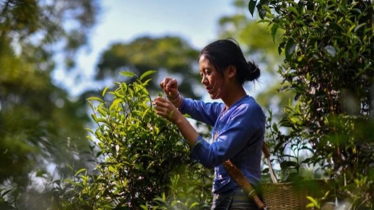 福建南平市總工會與云南普洱市總工會合作簽約暨勞模工匠交流座談活動舉行