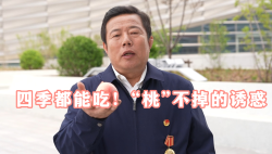 2025年“中國夢·勞動美”慶?！拔逡弧碧貏e節(jié)目丨四季都能吃！“桃”不掉的誘惑