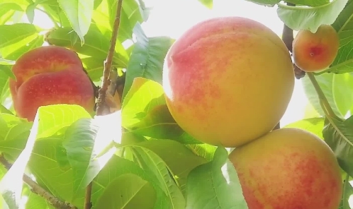 銘記歷史 緬懷先烈·今昔巨變丨昔日“四塞之崮”，如今碩果累累