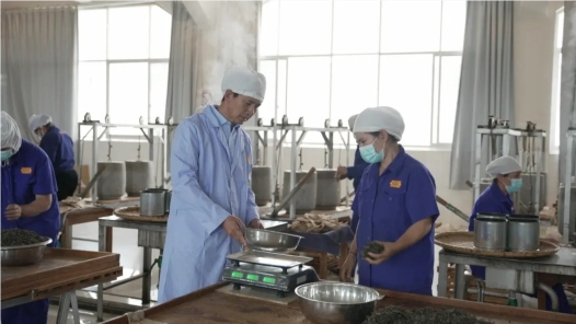 云南永德縣產改聯合體激活茶產業發展新動能