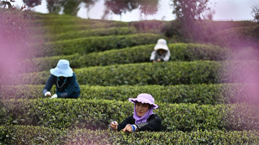 聚焦“十五五”規(guī)劃建議｜實(shí)施城鄉(xiāng)居民增收計(jì)劃 推動形成橄欖型分配格局