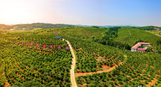 “十四五”期間我國茶油產量增長53%