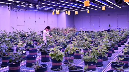 新華鮮報·“十四五”發展亮點丨端穩中國飯碗！農作物自育品種超95%