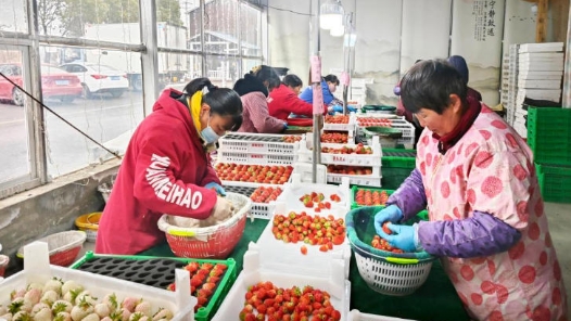 新春走基層丨一顆草莓背后的產業就業協同