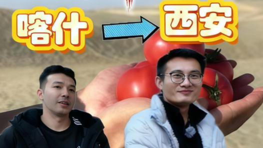 新春走基層｜喀什“新農人”：我帶沙漠番茄闖市場