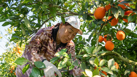 新春走基層·十村十年看長江之變｜湖北公安長江村：共治共享點亮村容村貌