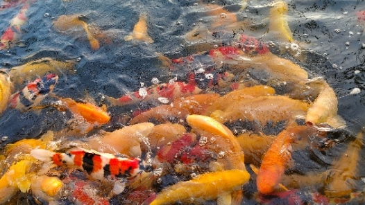 新春走基層·駐村調研看產業｜東北小村的觀賞魚“游”向全國啦！