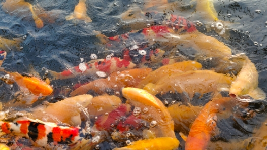 新春走基層·駐村調研看產業丨東北小村觀賞魚“游”向全國
