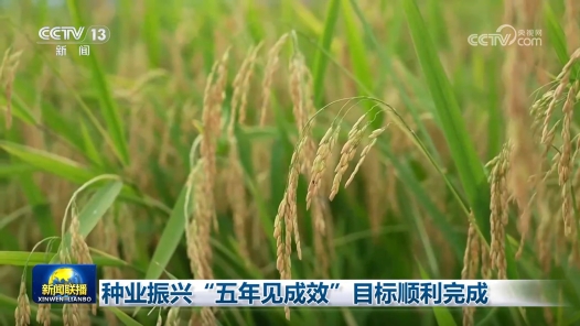 種業(yè)振興“五年見成效”目標(biāo)順利完成