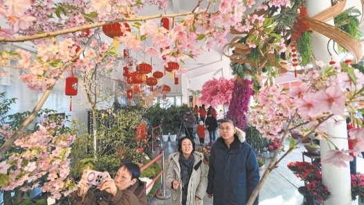 北京玉淵潭公園櫻花紫藤同臺綻放