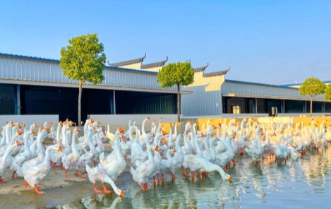揚州老鵝的“西游”致富記