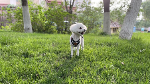 新春走基層｜春節寵物經濟升溫：“毛孩子”的別樣“團圓年”