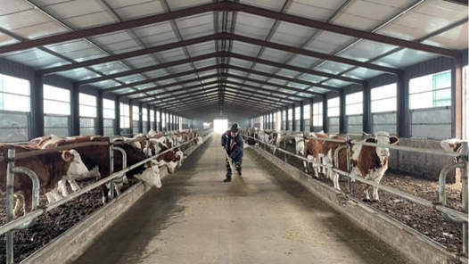 新春走基層｜養牛戶新年盼牛市